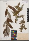 Foto von Salix cinerea L. x Salix viminalis L.
